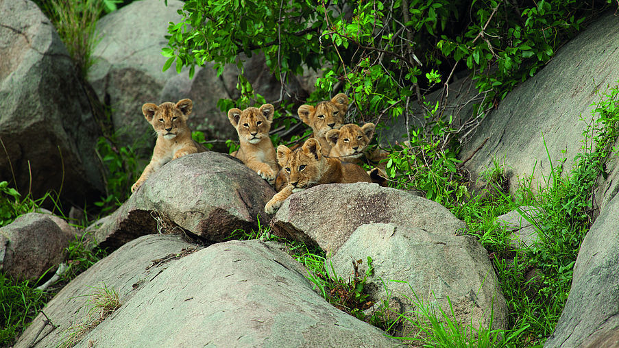 Löwen in der Nähe des Lamai Camps in Tansania