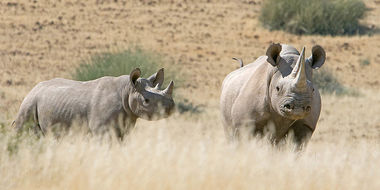 Safari Tour Highlights