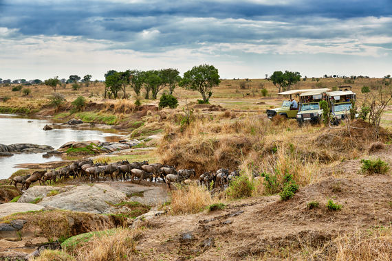 Herde Weissbart-Gnus (Connochaetes taurinus mearnsi) ueberqueren bei ihrer jaehrlichen Wanderung den Mara Fluss, Serengeti Nationalpark, UNESCO Weltnaturerbe, Tansania, Afrika |herd of white-bearded wildebeest (Connochaetes taurinus mearnsi) crossing Mara River on annual migration, Serengeti National Park, UNESCO world heritage site, Tanzania, Africa|