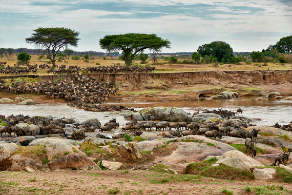 Herde Weissbart-Gnus (Connochaetes taurinus mearnsi) ueberqueren bei ihrer jaehrlichen Wanderung den Mara Fluss, Serengeti Nationalpark, UNESCO Weltnaturerbe, Tansania, Afrika |herd of white-bearded wildebeest (Connochaetes taurinus mearnsi) crossing Mara River on annual migration, Serengeti National Park, UNESCO world heritage site, Tanzania, Africa|