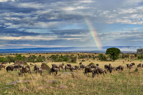 Serengeti Nationalpark, UNESCO Weltnaturerbe, Tansania, Afrika |Serengeti National Park, UNESCO world heritage site, Tanzania, Africa|
