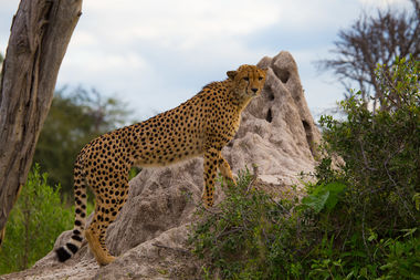 Safari Tour Highlights