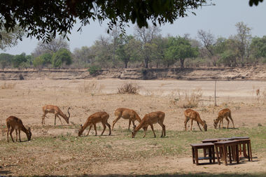 Safari Tour Highlights