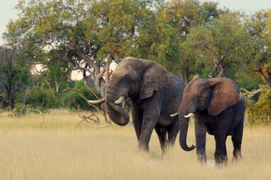 Safari Tour Highlights