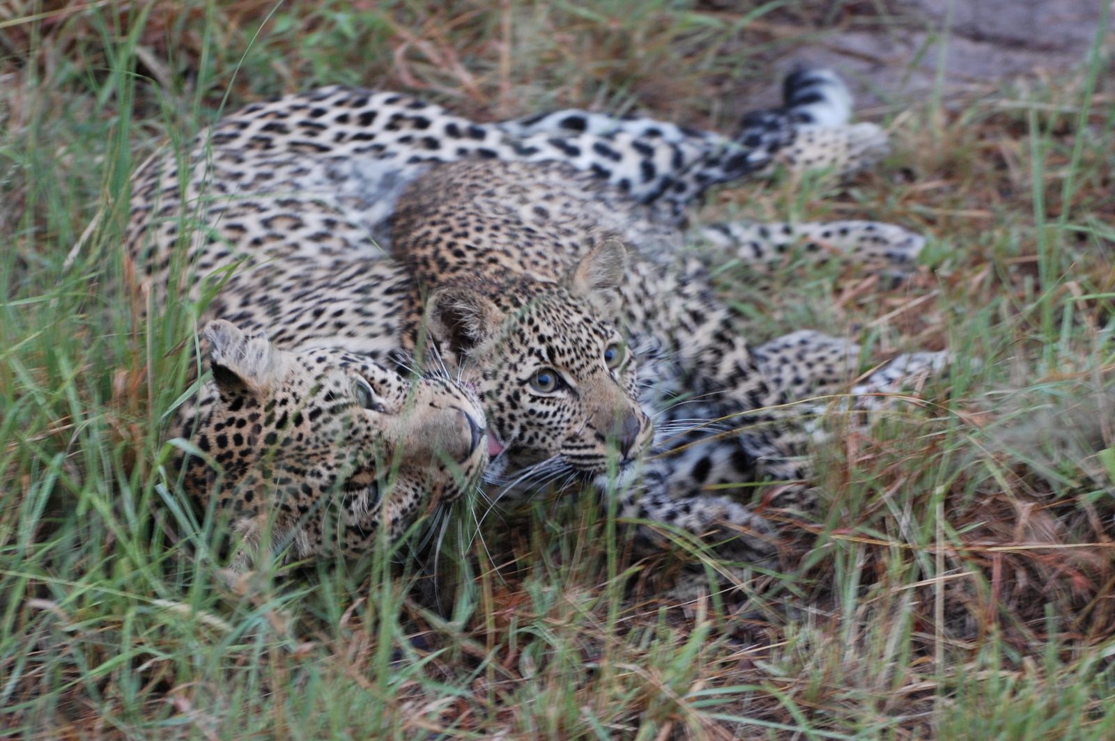 Heidrun R. Leoparden im Sabi Sand GR, Südafrika