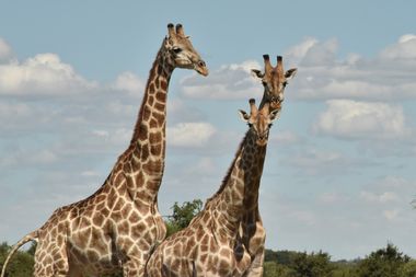 Safari Tour Highlights