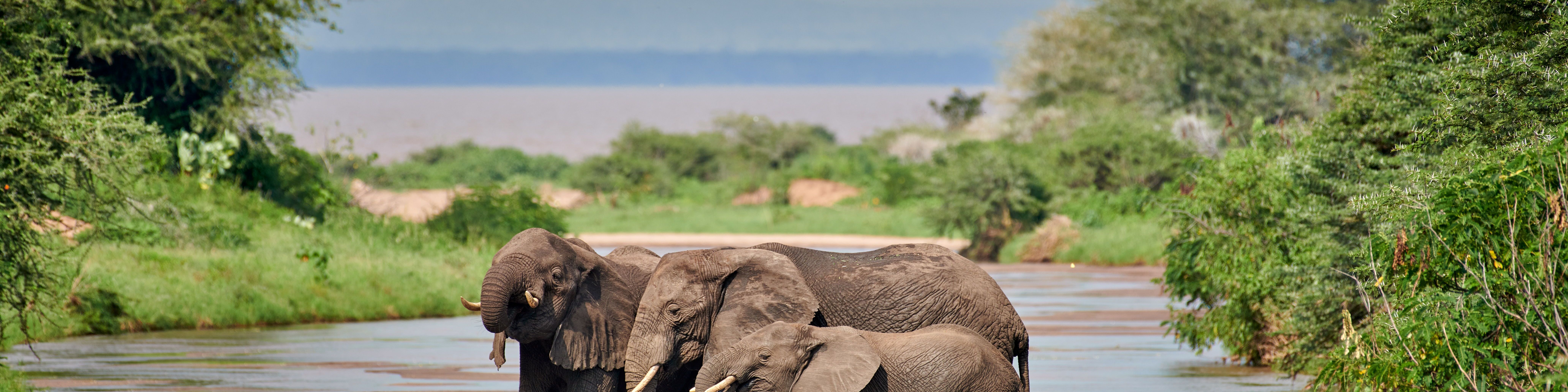 Herde Afrikanischer Elefanten, Loxodonta africana, im Manyara-Nationalpark, Tansania, Afrika   |herd of African bush elephants, Loxodonta africana, in Manyara National Park, Tanzania, Africa|
