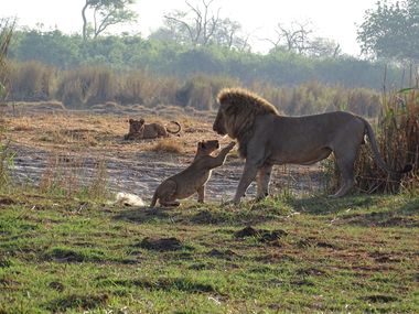 Safari Tour Highlights