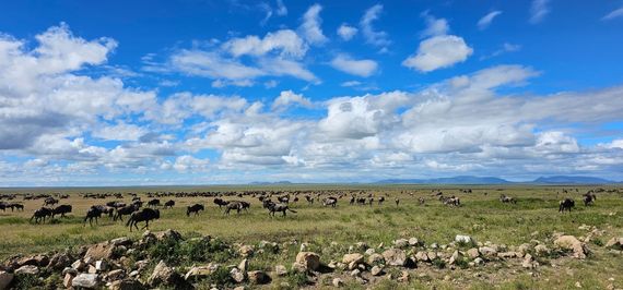 übergang nca serengeti gnuherde