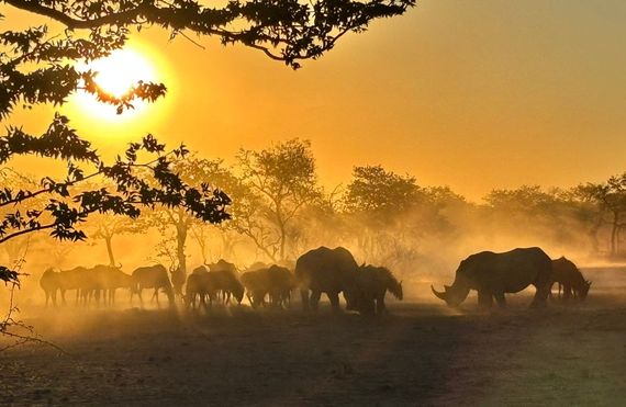 0 etosha nashörner 1 bild