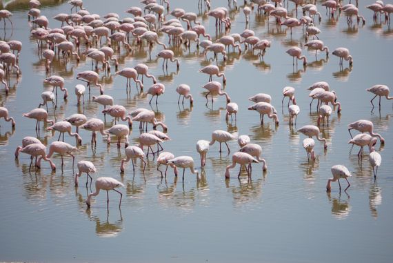 18 swakop flamingos