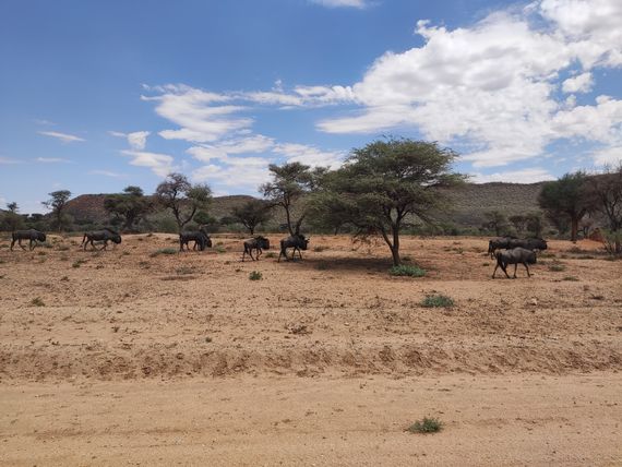 46 okonjima gnus