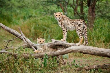 Popup Bild Die Schätze Tansanias