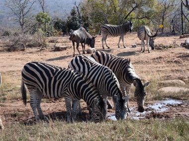 Safari Tour Highlights