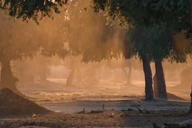 Safari Tour Highlights