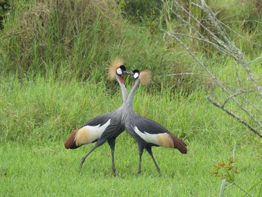 Safari Tour Highlights